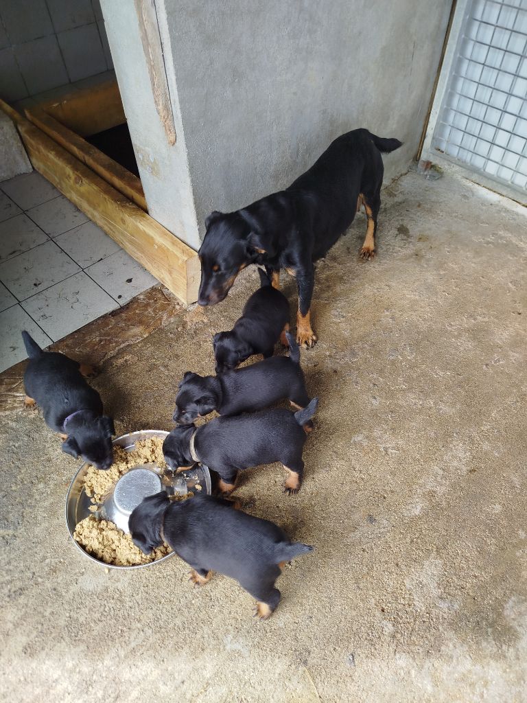 De La Maison De Paveroce - Terrier de chasse allemand - Portée née le 23/06/2025